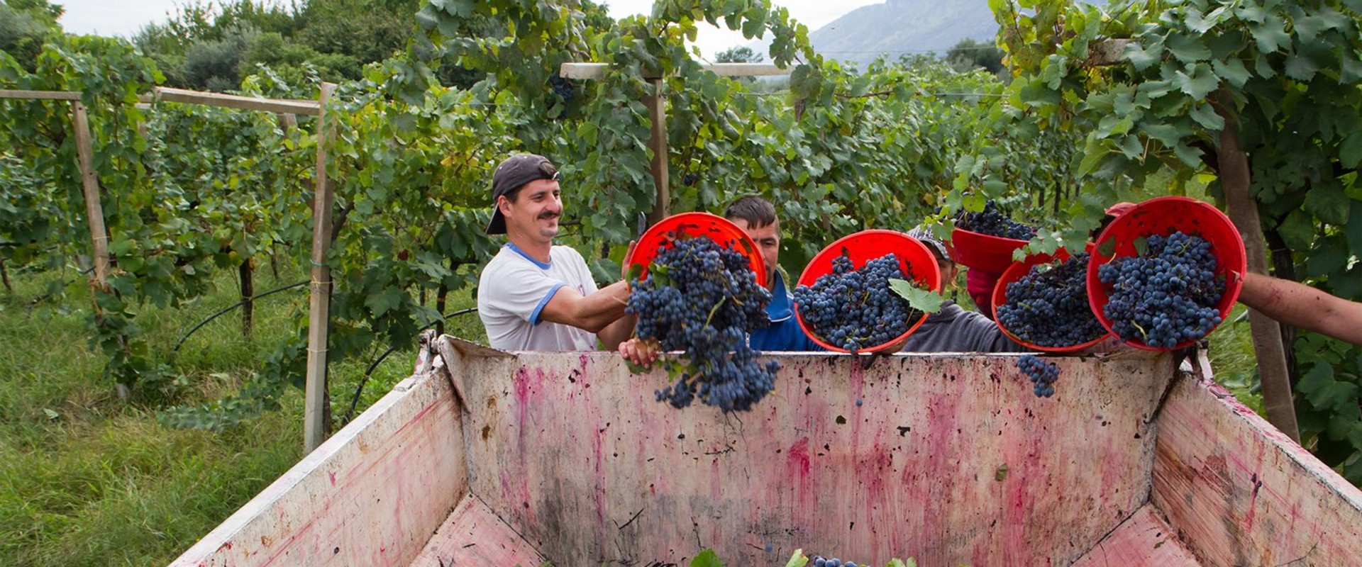 The Evolution of Wine Production in the United States