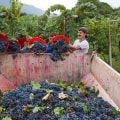 The Evolution of Wine Production in the United States