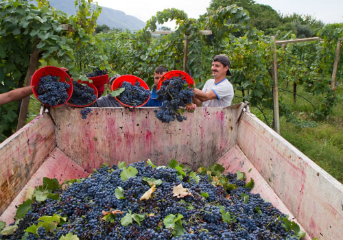 The Evolution of Wine Production in the United States